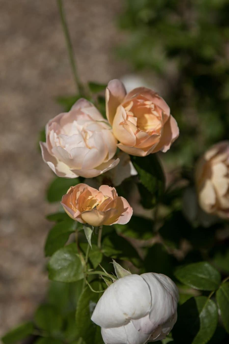 Two Rose Walk Cottage Cotswolds Moreton-in-Marsh Eksteriør billede